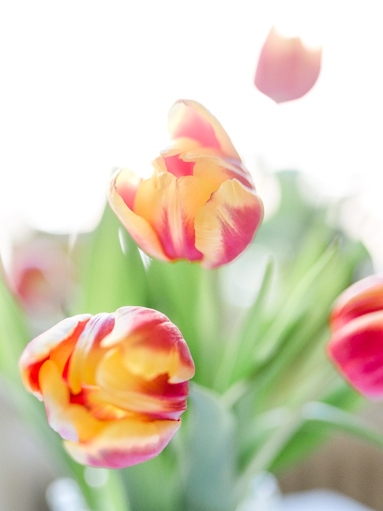 Die Fotografin mag Tulpen